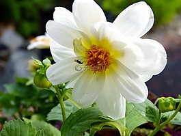 白,大丽花,花