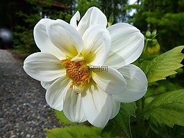 大丽花,白,花