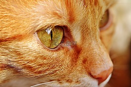 猫,宿醉,红色
