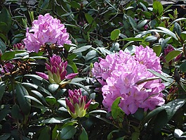 杜鵑,開花,紫