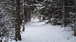 雪,冬天,霜