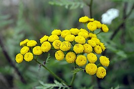 艾菊,黃色的花,草本