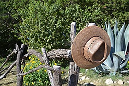 帽子,fencepost,自然