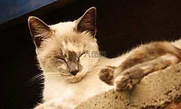 性質(zhì),動物,家貓