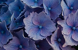 鮮花,繡球花,花園