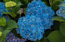 鮮花,繡球花,花園