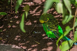 性質(zhì),動物世界,鳥