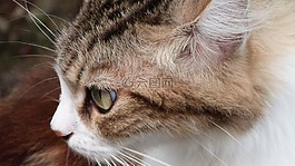 貓,動物,v