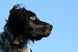 munsterlander,狗,獵犬