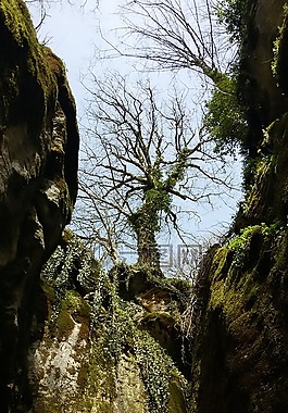 峽谷,樹在春天,洛基峽谷