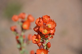 花,猶他州,橙花