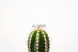 仙人掌,植物,刺