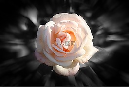 玫瑰,花,粉紅色