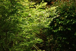 樹,葉,綠色