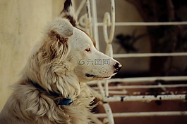 狗,配置文件的狗,動(dòng)物