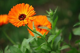花,橙色,鮮花