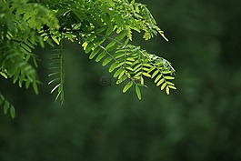 分支机构,树,叶
