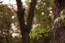 分支机构,树,叶