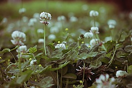 三葉草,花,野生