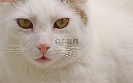 貓,國內(nèi)的貓,白