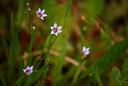 花,野生,野生花卉