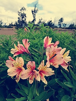 鮮花,性質(zhì),花園