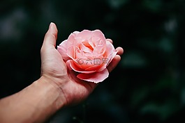 手,棕櫚,粉紅色