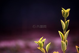 植物,黃色,綠色