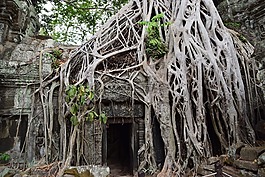 印第安納瓊斯,勞拉,寺廟
