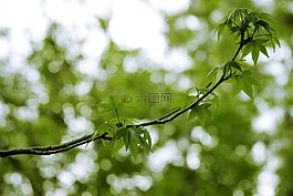 植物,分支機構(gòu),綠色