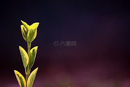 植物,黃色,綠色