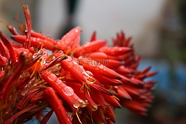 水,滴,花