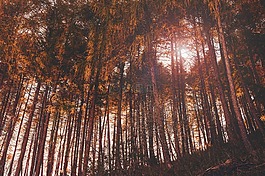樹,植物,森林