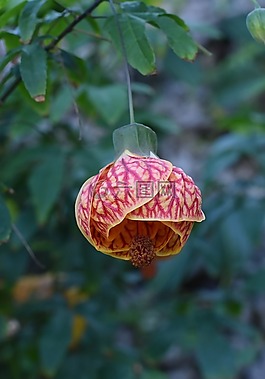 花,花園,自然