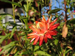 花,開花,紅色