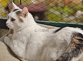 貓,國內(nèi)的貓,白