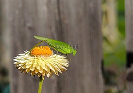 蚱蜢,绿色,花