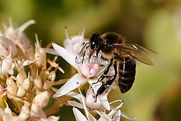 蜜蜂,昆蟲(chóng),動(dòng)物區(qū)系