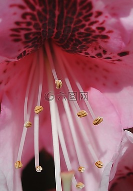 杜鹃,花,粉色