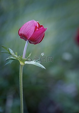 ?？?花,紅色