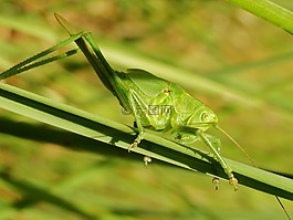 昆蟲,蚱蜢,性質(zhì)