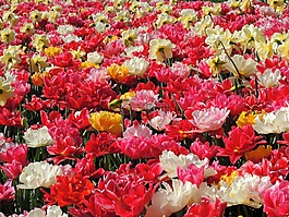 郁金香,鮮花,豐富多彩