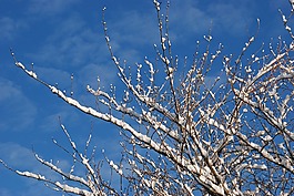 雪,冬天,分支
