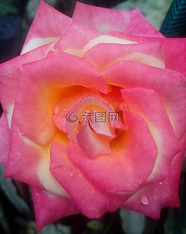 羅莎,花園,花卉