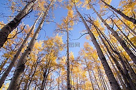 樹(shù),植物,森林