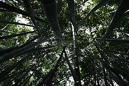 竹,高大,植物