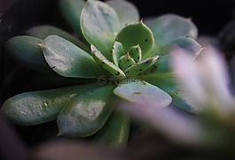 多汁,绿色,植物