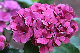 自然,花,植物