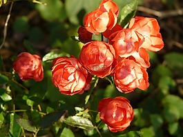 玫瑰,玫瑰花蕾,薔薇