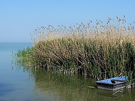 景觀,水,湖